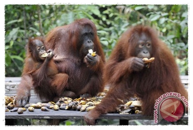 Gambar Orang Utan - Animasi Korea Meme Lucu Emo Bergerak