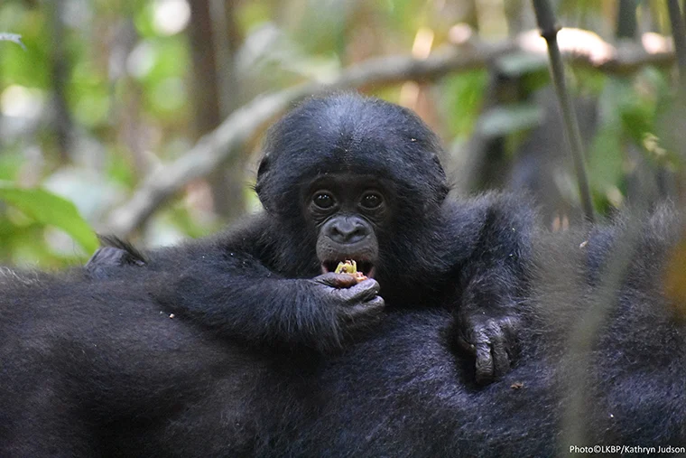 Baby bonobo