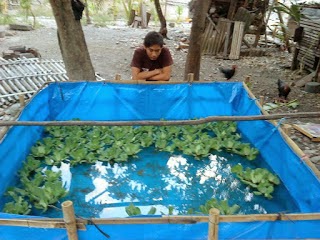 Budidaya Ikan Lele Di Kolam Terpal 