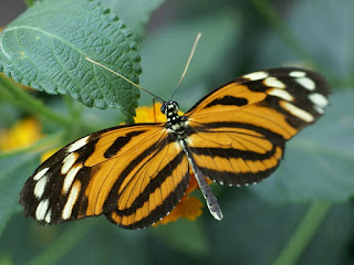 Heliconius ismenius - Oeil du tigre