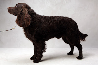 American Water Spaniel