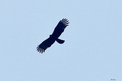 "Black Eagle - Ictinaetus malaiensis, uncommon, rare soaring in the Abu sky."