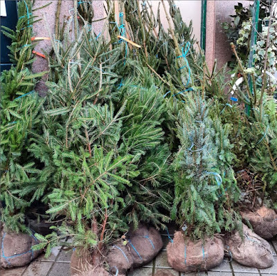 Dónde comprar un árbol de Navidad natural en A Coruña