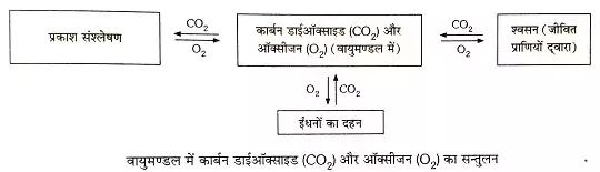 ऑक्सीजन चक्र क्या होता है?(Oxygen Cycle):क्रियाविधि तथा प्रकृति में कार्बन डाइऑक्साइड और ऑक्सीजन का संतुलन