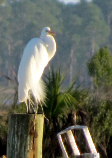 1702138 Feb 23 A Great Egret Up Close