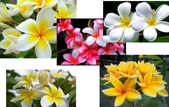 Manfaat Dan Diam-Diam Bunga Kamboja Dari Bunga Mistis; Sampai Menjadi Komoditas Ekspor