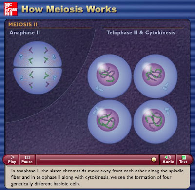 meiosis vs mitosis. Meiosis Vs Mitosis.