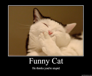 Cat Funny Picture