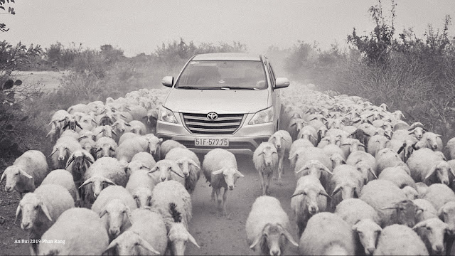 Traffic jam in the field of sheep