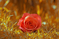 Autumn Rose5