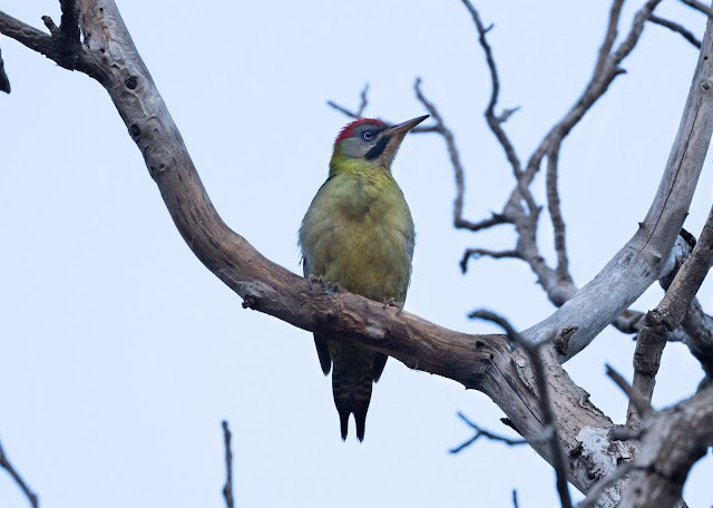 Levaillant's Woodpecker - Igunane, Morocco