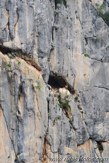 Benaocaz - Salto del Cabrero - Castillo de Aznalmara