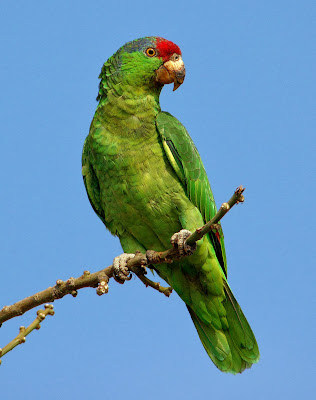 Red-crowned Amazon