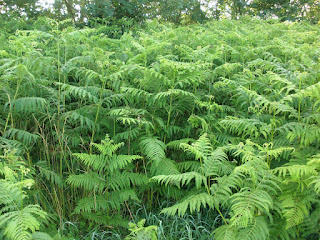 "Pteridium aquilinum", helecho común 