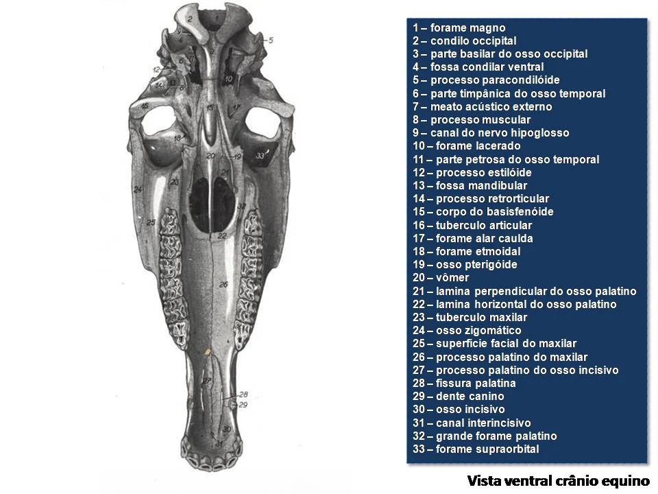 anatomia-equino-cabeça-atlas-pdf-grátis-libros-de-veterinaria-livros-baixar-gratis