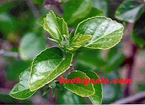 Morfologi daun Kembang Sepatu  Hibiscus rosa sinensis Budhii WeBlog