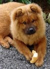 chow-chow-pictures