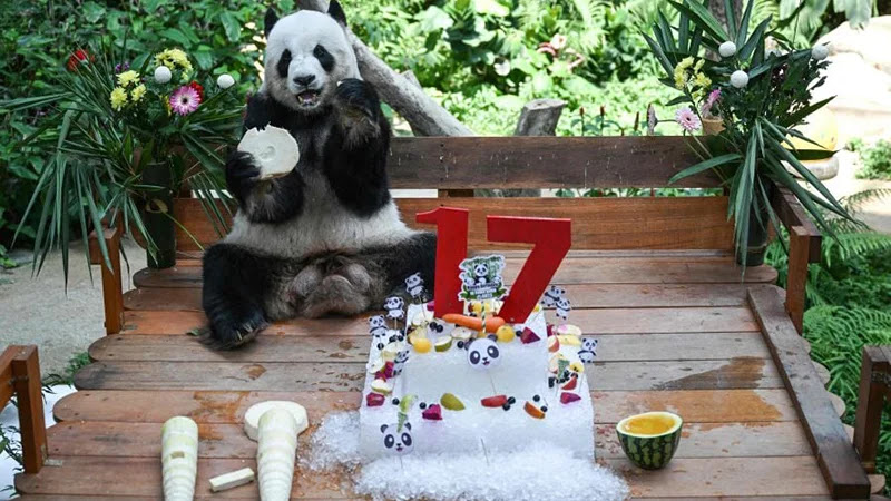 [VIDEO] Panda gergasi Xing Xing, Liang Liang sambut ulang tahun ke-17