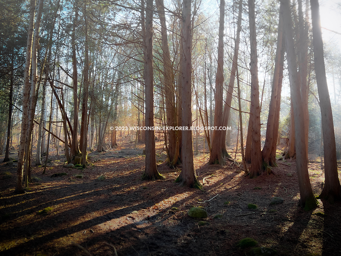 trail through foggy forest