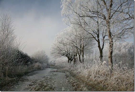 Winter.D_Hoarfrost1