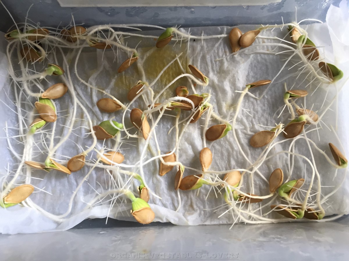 Germinating Zucchini Seeds Using the Paper Towel Method