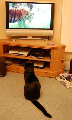 Cat Watching Cat On TV Seen On www.coolpicturegallery.us