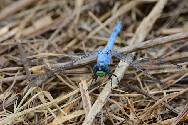 Erythemis simplicicollis