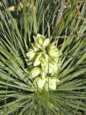 small soapweed Yucca glauca