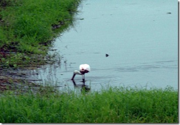 Roseate Spoonbills-8-1small