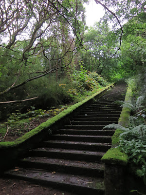 stone steps covered in moss