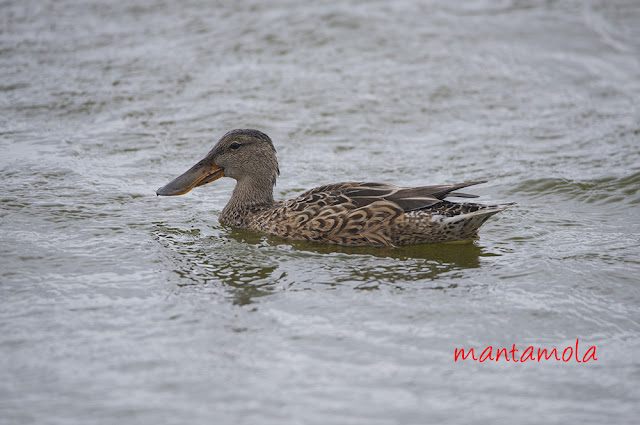 Northern Shoveler