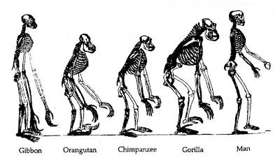 Funny evolution pictures Seen On www.coolpicturegallery.net