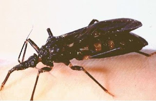 Triatoma infestans (vinchuca)