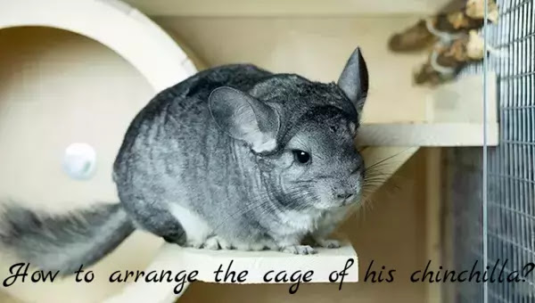 chinchilla,chinchilla cage,chinchilla care,chinchillas,chinchilla cage tour,how to care for a chinchilla,chinchilla cage accessories,chinchilla pet,how to keep chinchilla poop in the cage,chinchilla poop falling out of the cage,how to,pet chinchilla,chinchilla care guide,chinchillas as pets,how to take care of a chinchilla,how often should you get your chinchilla out of the cage,owning a chinchilla,cage,chinchilla bonding,chinchilla scared of