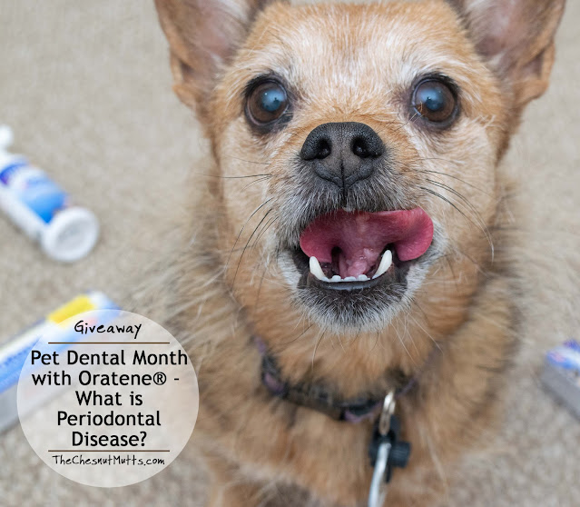 Giveaway: Pet Dental Month with Oratene® - What is Periodontal Disease?