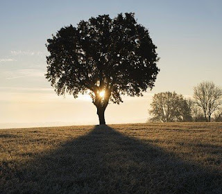 Astrologie par l'Arbre, horoscope Celte, gaulois, druide :  châtaignier Si vous êtes né(e) mai, novembre votre arbre protecteur est le châtaignier.