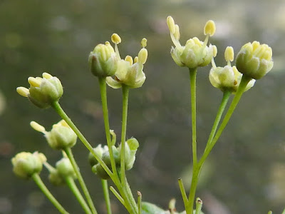 青楓的花