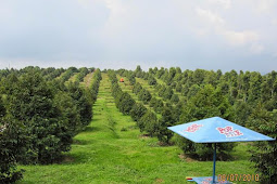Kebun Buah Agro Wisata Ngebruk Patean Di Kendal Jawa Tengah