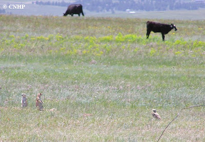 juxtaposition of native prairie species and cows