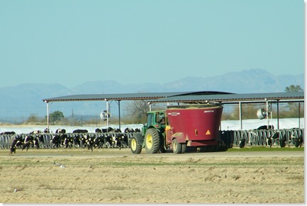 feeding hay to the milk cows so they can make more 'fertilizer'