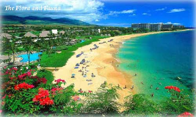 Hawaii is the largest island of the United States 