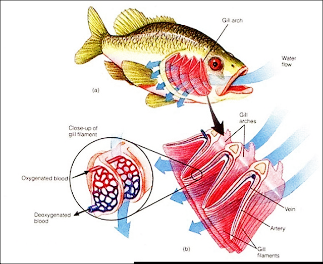 Gambar Pernapasan  Ikan  Beserta Bagian Bagiannya 