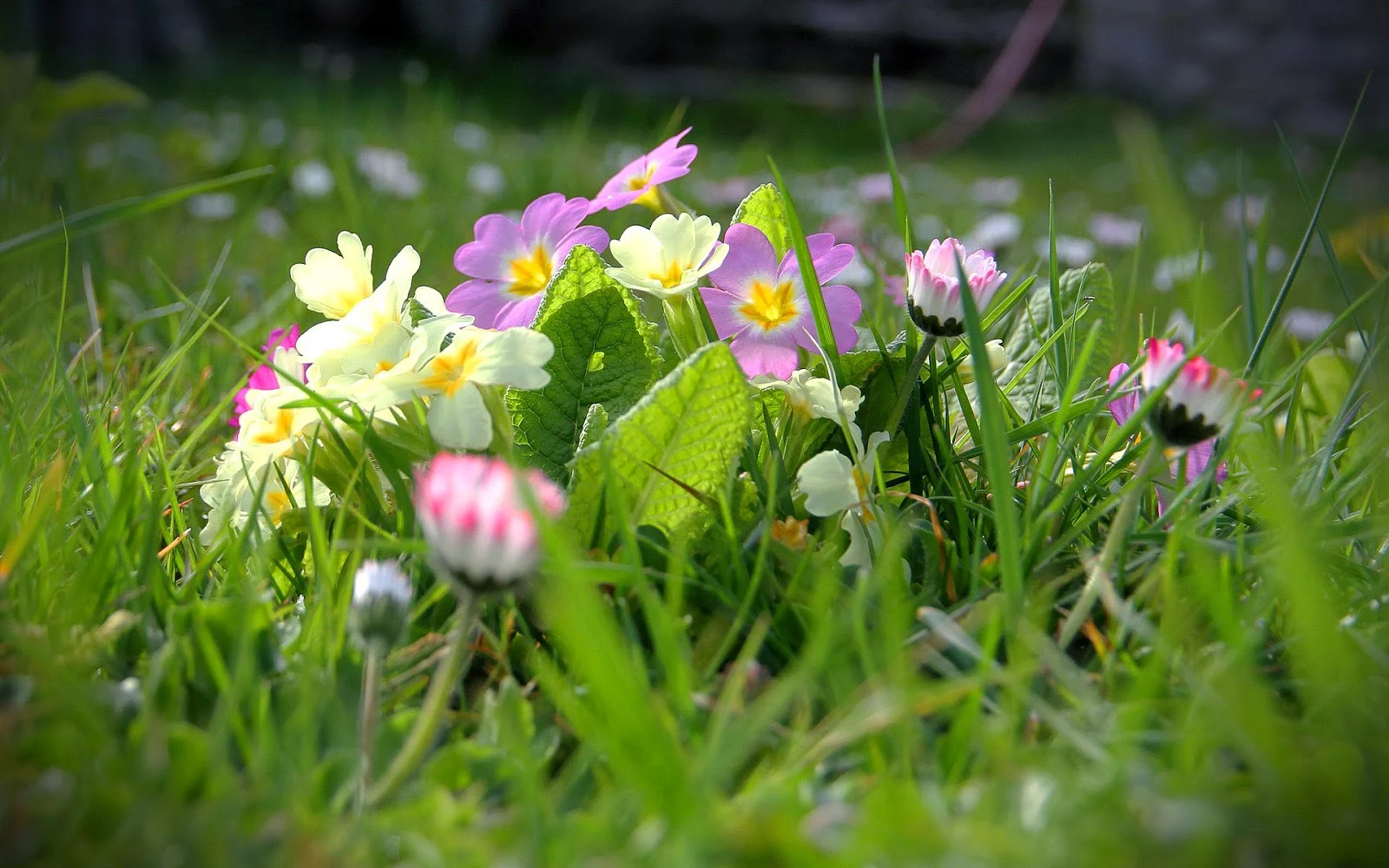 Bloemen in bloei in de lente