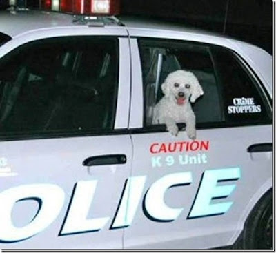 K-9 Unit