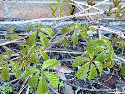 [Photo: Parthenocissus quinquefolia: new foliage.]