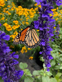 Monarch butterfly