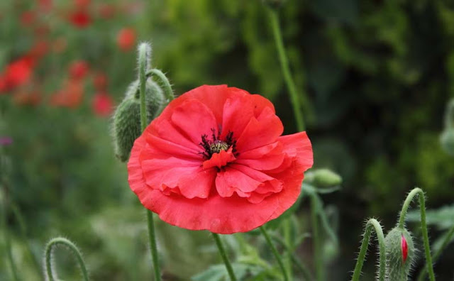 Corn Poppy Flowers Pictures