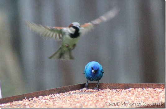 IndigoBunting4