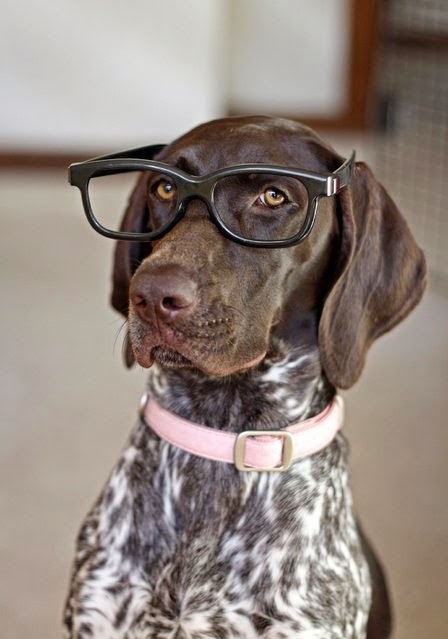 dog wearing glasses