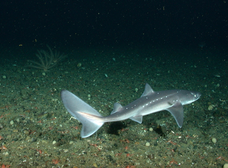 Spiny Dogfish (Squalus acanthias)